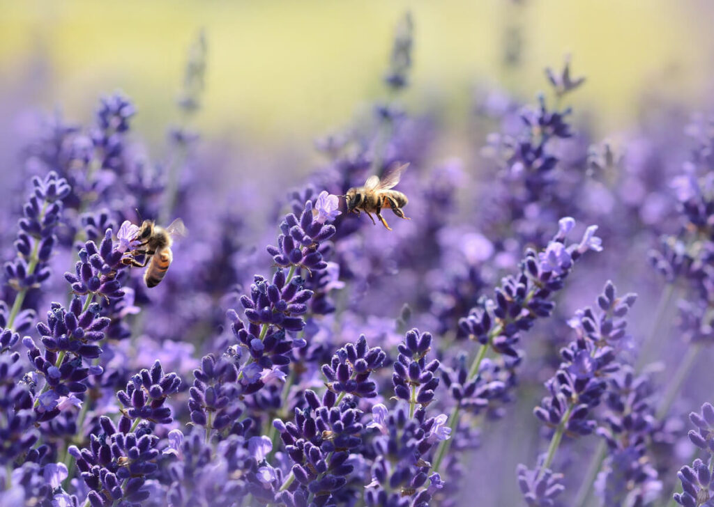 Two bees collecting nectar from blooming lavender flowers