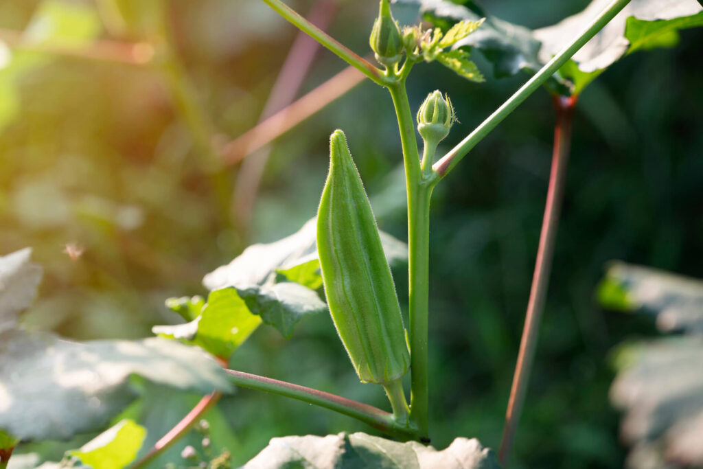 An okra plant that is about to bloom