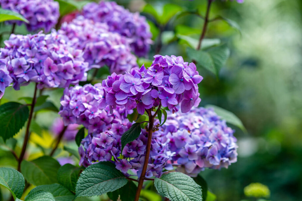 Purple hydrangea flowers blooming