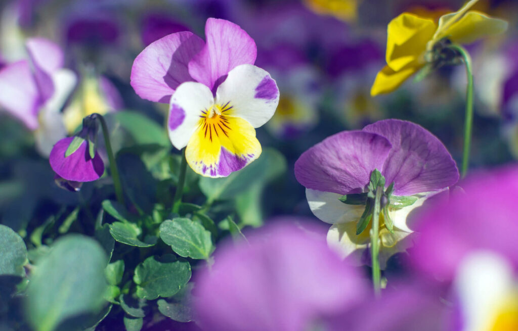 Purple and yellow pansy flowers blooming