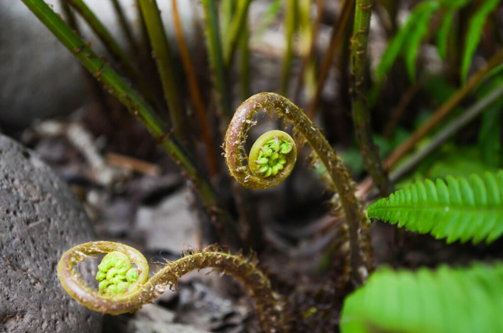 Two curled up fiddleheads sticking out of the ground