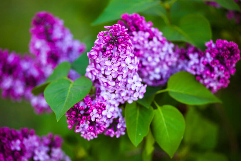 Purple lilac flowers blooming