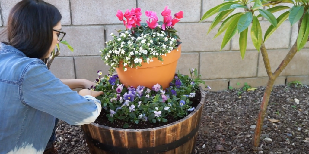 A woman planting purple flowers in a whiskey/wine barrel around the base of another flower pot that is resting in the middle