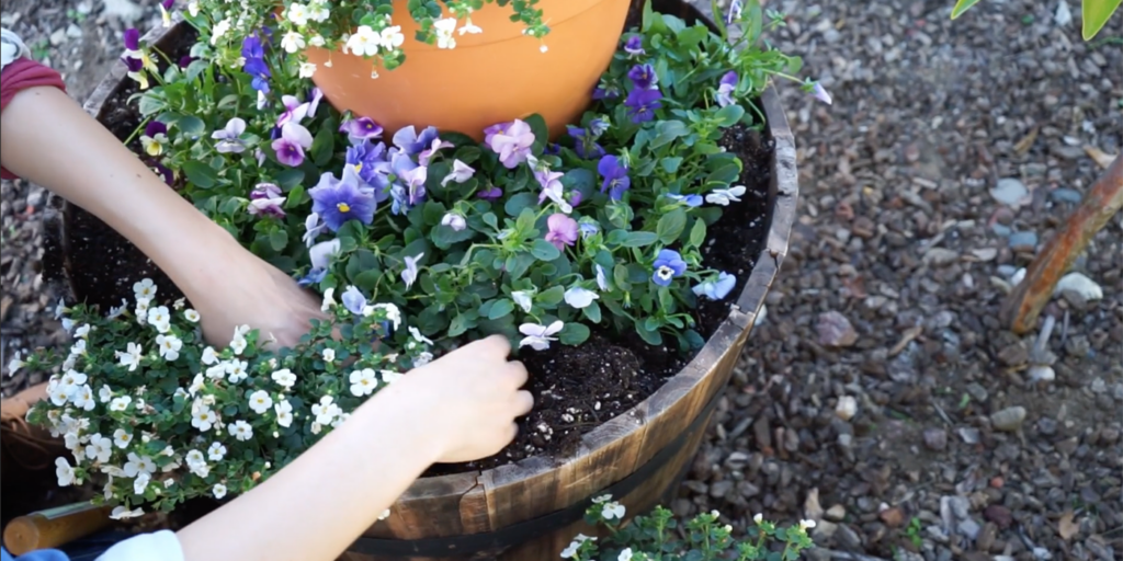 A woman planting small white flowers along the outside of purple flowers in a whiskey/wine barrel