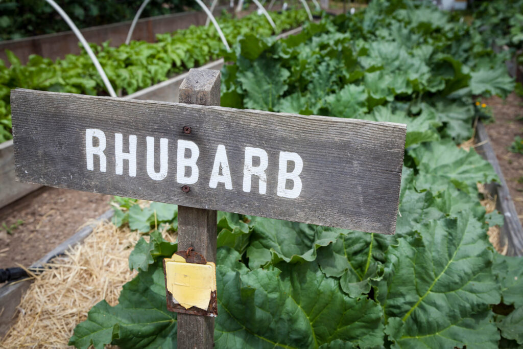 A wooden sign that says "rhubarb" with a garden of rhubarb in the background