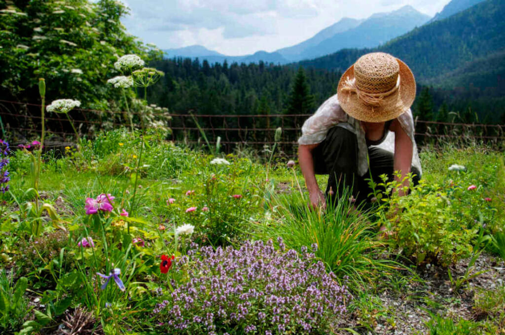 A person wearing a straw hat and working in a flower garden with mountains in the background