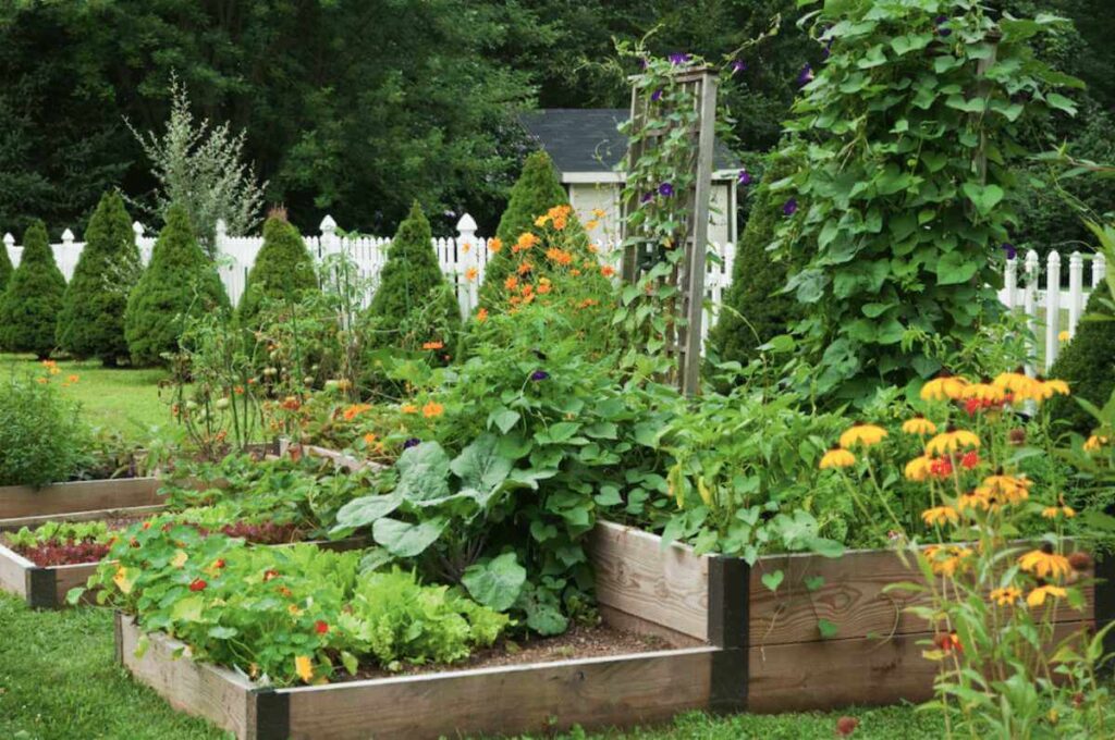 Raised Garden Bed Design: Avoid These 3 Common Sizing Mistakes