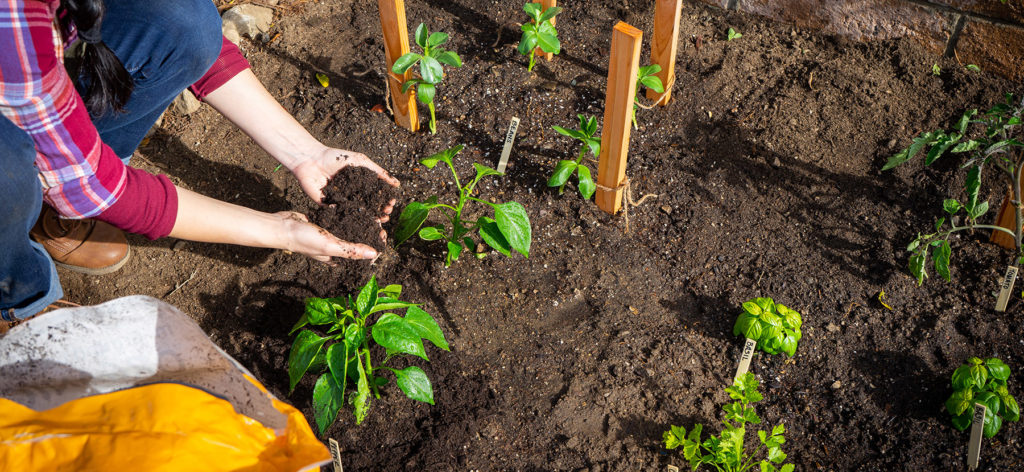 person planting in garden