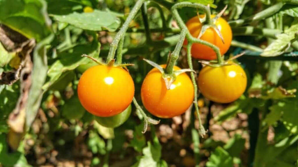 Tips for Growing and Supporting Tomato Plants 