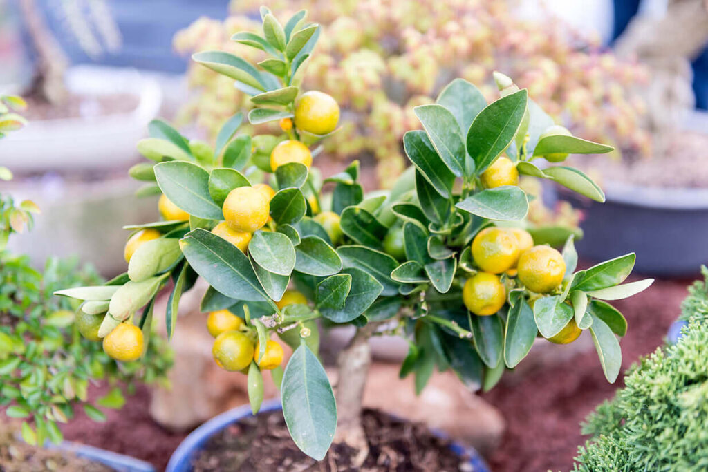 Tips For Growing Citrus Trees In Pots