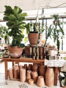 Indoor plants and terracotta planters