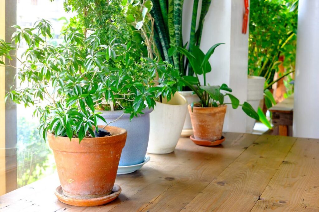 Small Space Hacks: Best Ways to Grow Plants Inside Your Home 